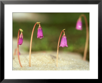 Little Alpine Snowbell, June, Switzerland by Werner Bollmann Pricing Limited Edition Print image