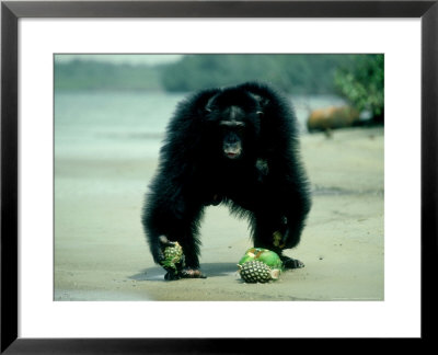 Common Chimpanzee, Mature Male, Aggressively Guarding Fruit He Is Eating by Clive Bromhall Pricing Limited Edition Print image