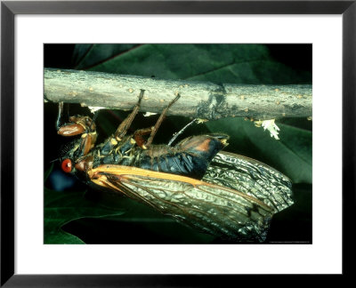 17 Year Cicada, Female Laying Eggs Just Under Maple Bark, Usa by Neil Bromhall Pricing Limited Edition Print image