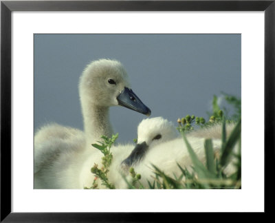 Mute Swan, Cygnets, Austria by Olaf Broders Pricing Limited Edition Print image