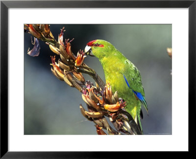 Red-Crowned Parakeet, Cyanoramphus Novaezelandiae Feeding On New Zealand Flax, New Zealand by Robin Bush Pricing Limited Edition Print image