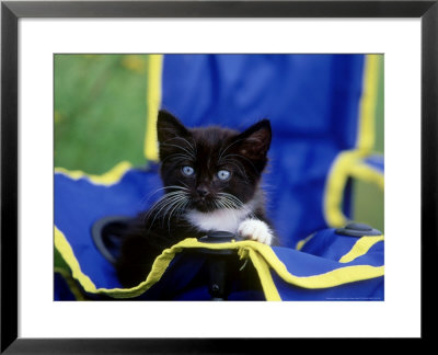 Black & White Kitten Playing In Childs Folding Chair by Alan And Sandy Carey Pricing Limited Edition Print image