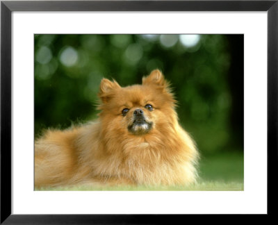 Pomeranian, Montana by Alan And Sandy Carey Pricing Limited Edition Print image