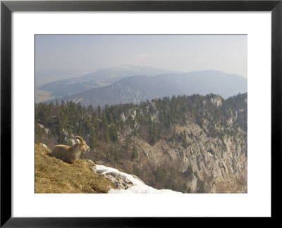 Ibex, Female Overlooking Mountains, Switzerland by David Courtenay Pricing Limited Edition Print image