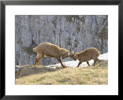 Ibex, Young Male And Female Fighting, Switzerland by David Courtenay Pricing Limited Edition Print image