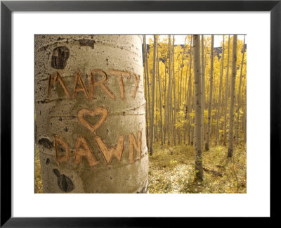 Carved Names In Aspen Tree, Colorado, Usa by Daniel Cox Pricing Limited Edition Print image