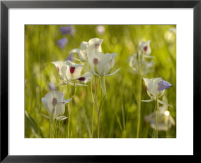 Sego Lily In Bloom, Usa by Daniel Cox Pricing Limited Edition Print image