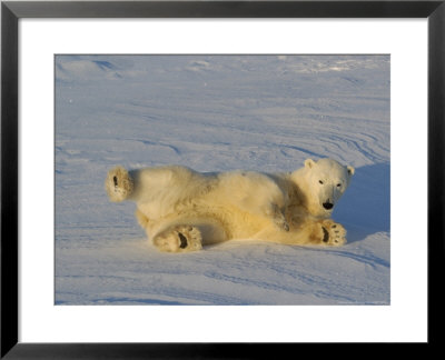 Polar Bear, Rolling In Snow At Cape Churchill, Manitoba, Canada by Daniel Cox Pricing Limited Edition Print image
