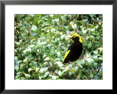 Regent Bowerbird, Male, Australia by Kenneth Day Pricing Limited Edition Print image