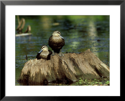 Pacific Black Duck, Pair, Australia by Kenneth Day Pricing Limited Edition Print image