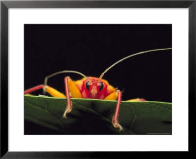 Assassin Bug, Platymeris Biguttata, Newly Molted, Africa by David M. Dennis Pricing Limited Edition Print image