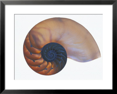 Chambered Nautilus, Nautilus Macromphalus, Cross Section by David M. Dennis Pricing Limited Edition Print image