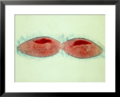 Paramecium Caudatum Undergoing Fission by David M. Dennis Pricing Limited Edition Print image