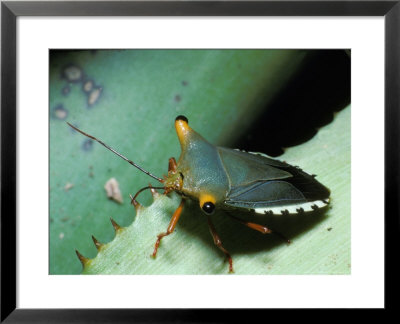 Tropical Stinkbug by David M. Dennis Pricing Limited Edition Print image