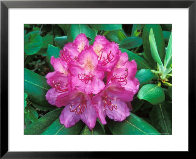 Rhododendron by David M. Dennis Pricing Limited Edition Print image