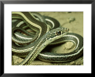 Striped Whipsnake, New Mexico by David M. Dennis Pricing Limited Edition Print image