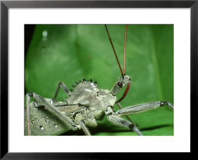 Wheel Bug, Sc Francis Biedler Swamp by David M. Dennis Pricing Limited Edition Print image