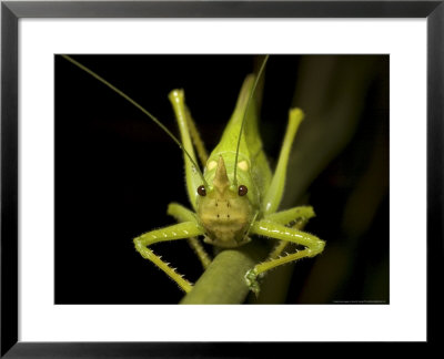 Katydid, Costa Rica by David M. Dennis Pricing Limited Edition Print image