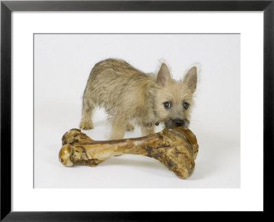 Cairn Terrier Puppy With Bone, 4 Months Old by David M. Dennis Pricing Limited Edition Print image