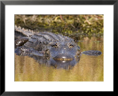 American Alligator, Myakka River State Park, Florida, Usa by David M. Dennis Pricing Limited Edition Print image