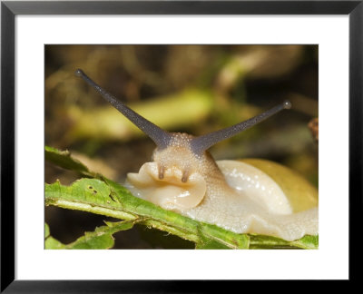 Land Snail, Great Smokey Mountains National Park, Usa by David M. Dennis Pricing Limited Edition Print image