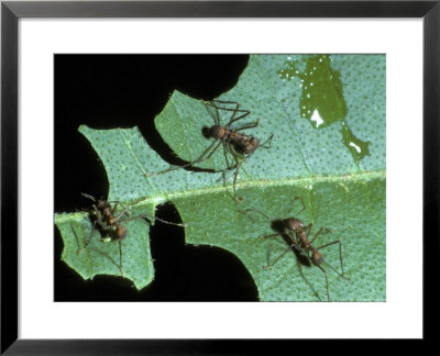 Leaf-Cutter Ants, Near Chilemata, Costa Rica by David M. Dennis Pricing Limited Edition Print image