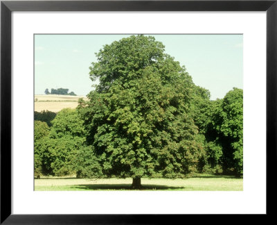 Horse Chestnut In Summer, Uk by Mike England Pricing Limited Edition Print image