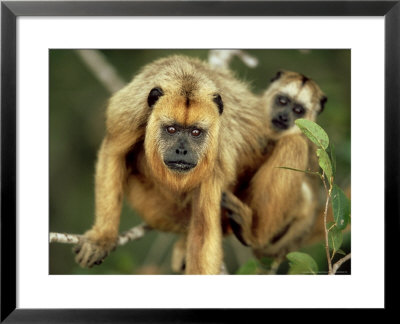 Black Howler, With Young, Brazil by Berndt Fischer Pricing Limited Edition Print image