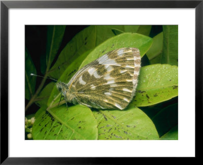 Bath White, Imago, Fuerteventura, Canary Isles by David Fox Pricing Limited Edition Print image