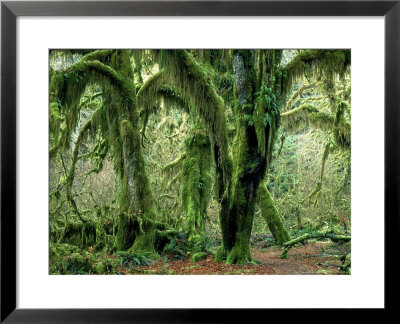 Rainforest, Washington, Usa by Michael Fogden Pricing Limited Edition Print image