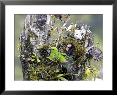 Golden-Browed Chlorophonia, Male Nest-Building, Costa Rica by Michael Fogden Pricing Limited Edition Print image