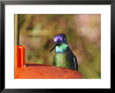 Magnificent Hummingbird, Male At A Hummingbird Feeder, Cerro De La Muerte, Costa Rica by Michael Fogden Pricing Limited Edition Print image