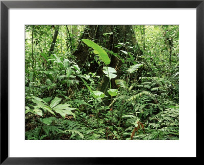 Understorey Vegetation, Tambopata, Amazonian Peru by Paul Franklin Pricing Limited Edition Print image