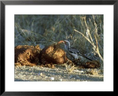 Southern Yellow-Billed Hornbill, Africa by Patricio Robles Gil Pricing Limited Edition Print image