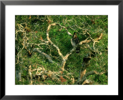 Ornate Hawk-Eagle In Tree, Mexico by Patricio Robles Gil Pricing Limited Edition Print image