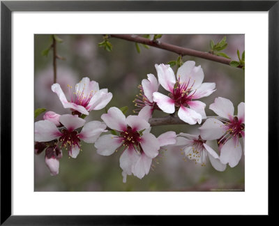 Prunus Dulcis In Late Winter, Greece by Bob Gibbons Pricing Limited Edition Print image