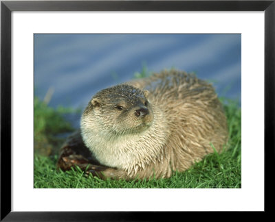 European Otter, Female On Riverbank by Mark Hamblin Pricing Limited Edition Print image