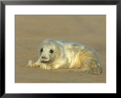 Grey Seal, Halichoerus Grypus Pup Close Up by Mark Hamblin Pricing Limited Edition Print image