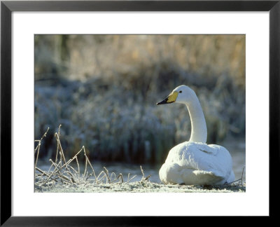 Whooper Swan, Cygnus Cygnus In Frost, Winter, Uk by Mark Hamblin Pricing Limited Edition Print image