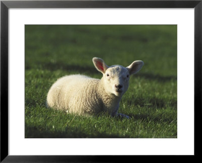 Lamb, Swaledale, Uk by Mark Hamblin Pricing Limited Edition Print image