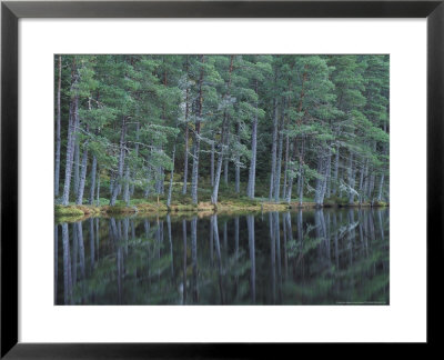 Scots Pines, Uath Lochan, Highlands, Uk by Mark Hamblin Pricing Limited Edition Print image