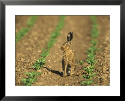 Brown Hare, Sat In Field Of Crops, Uk by Mark Hamblin Pricing Limited Edition Print image