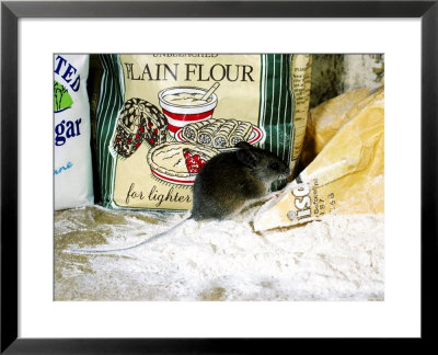Wood Mouseapodemus Sylvaticusamongst Flour Packets by Mark Hamblin Pricing Limited Edition Print image