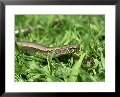 Slow Worm, Close-Up In Grass, Uk by Mark Hamblin Pricing Limited Edition Print image