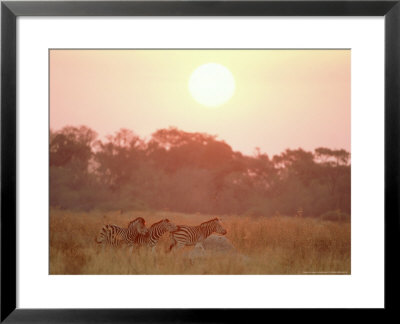 Burchells Zebra, Three In Savannah At Sunset, Africa by Mark Hamblin Pricing Limited Edition Print image