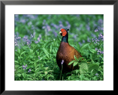Pheasant by Mark Hamblin Pricing Limited Edition Print image