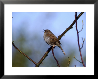 Dunnock by Mark Hamblin Pricing Limited Edition Print image