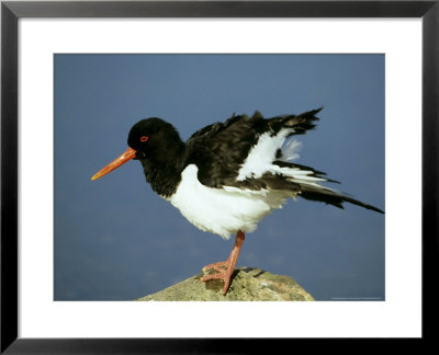 Oystercatcher On Rock, Scotland by Mark Hamblin Pricing Limited Edition Print image