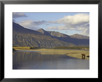 Grizzly Bear In Tidal Creek, Alaska by Mark Hamblin Pricing Limited Edition Print image