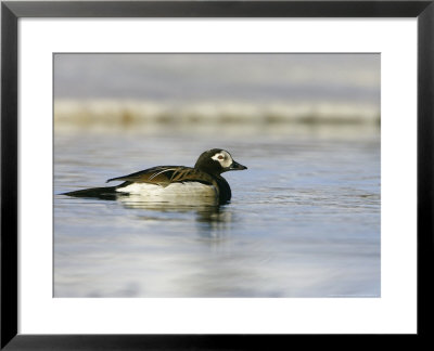 Long-Tailed Duck, Adult Male On Lake, Sweden by Mark Hamblin Pricing Limited Edition Print image